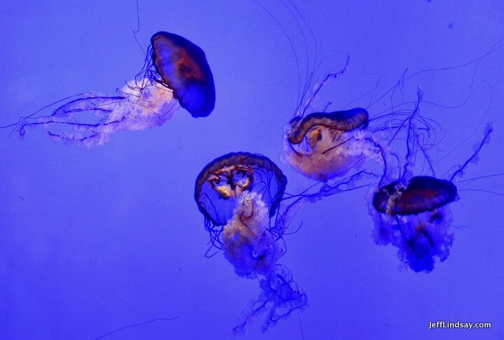 Jellyfish at the Shedd Aquarium, Chicago, Illinois, 2012