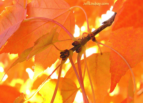 View of our maple tree (front yard), Oct. 28, 2005.