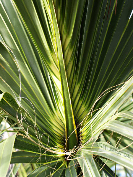 Palm leaves from a tree in Orlando, Florida - next to my hotel on a business trip, Jan. 2005.