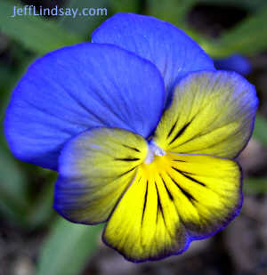 A pansy in Washington, D.C..