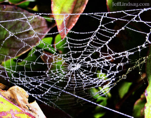 A spider web on a foggy morning in a bush next to our house. Thanks to my son Mark for spotting this. The enlargement shows beautiful pearls of moisture gathered on the web. Taken with flash to emphasize the web and make the background appear darker.
