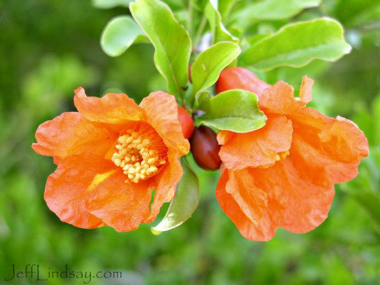 Pomegranate flowers on a tree at my grandmother's home in St. George, Utah. Taken May 9, 2004.