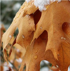 Snow on a leaf, taken April 2004 at a rest stop on Interstate 39.