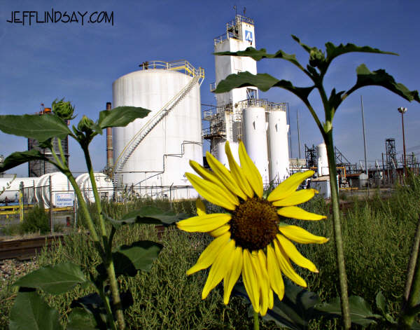 A sunflower in front of an industrial setting by Geneva Steel, north of Provo, Utah. August, 2004.