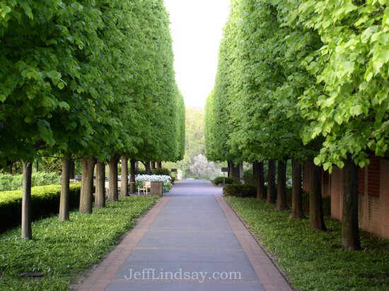 Trees along a path in the Chicago Botanic Garden, May 23, 2003.