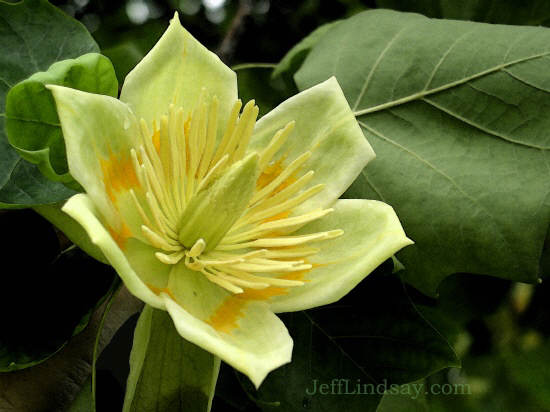 Tulip tree flower.