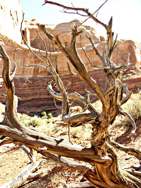 A twisted old tree at Arches National Monument near Moab, Utah, which I visited October 2004.