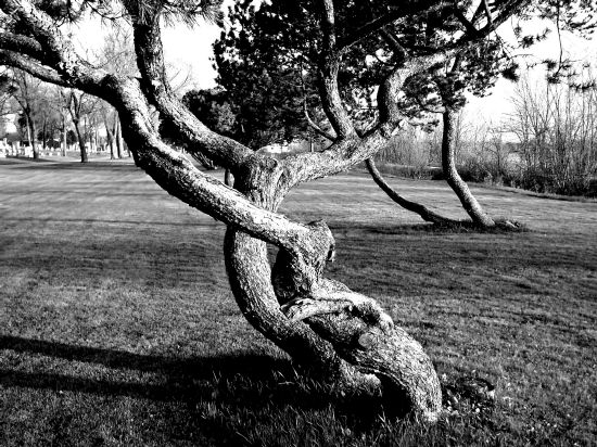 Warped tree in the Riverside cemetary in Oshkosh, April 2004.