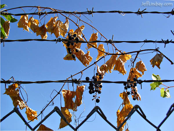 Wild grapes growing near the Fox River in Appleton, Sept. 2005.