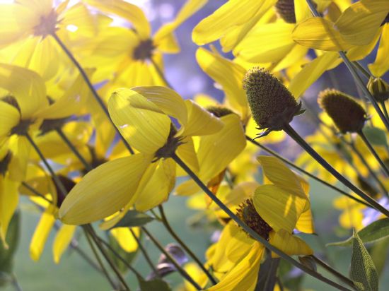 Yellow flowers in front of Menasha High School, August 2003.