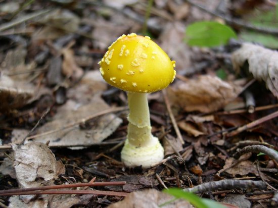 Yellow mushroom.