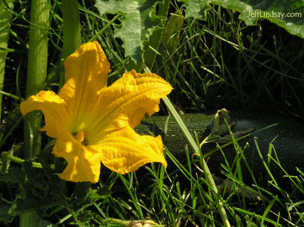 Zucchini blossom, Lindsays' backyard, Aug. 2005.