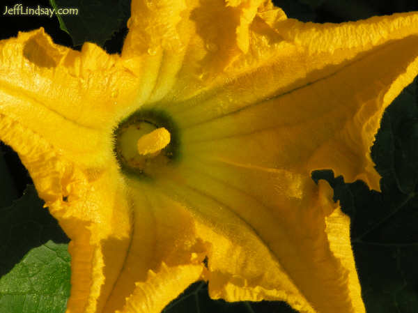 Zucchini blossom, Lindsays' backyard, Aug. 2005.