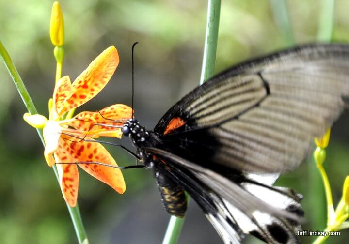 Butterfly in Bali