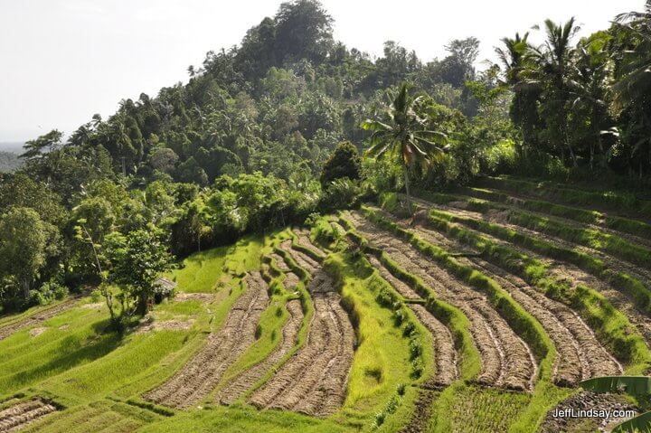 Terraces in central Bali.