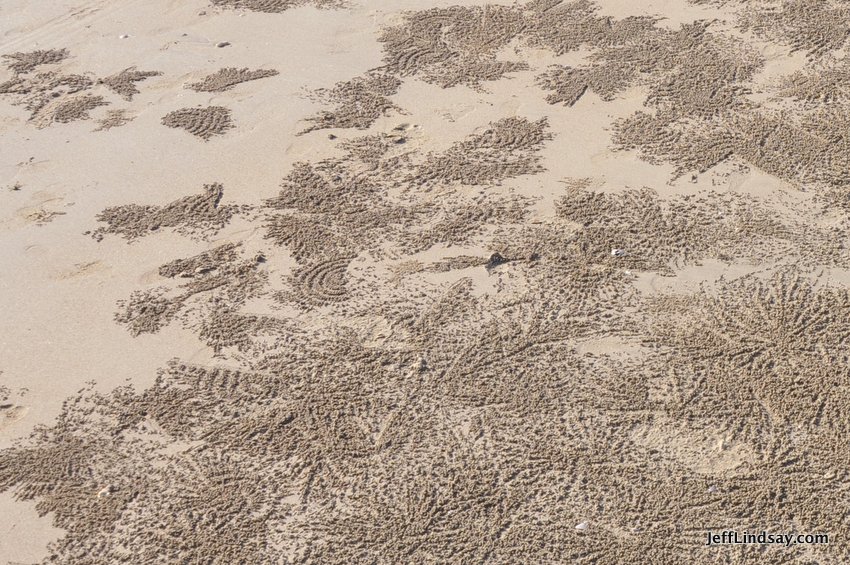 Strange patterns in the sand made by dozens of little crabs moving sand out of their burrows.