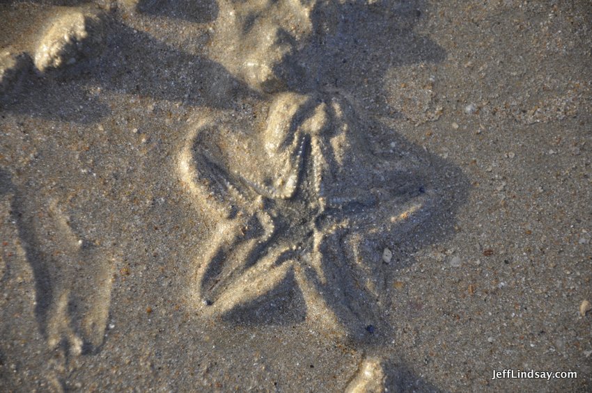 The starfish shown above has, just seconds later, nearly disappeared into the sand. 