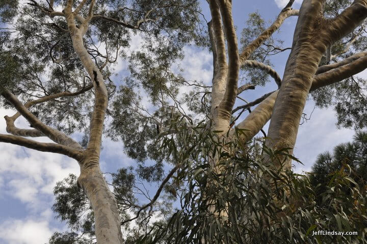 Melbourne, Australia: eucalyptus tree