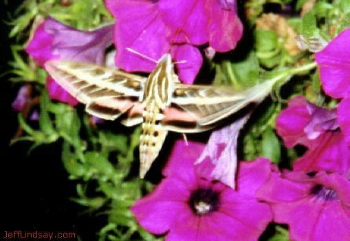 Hummingbird moth at the Lindsay home, Sept. 2001