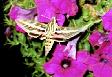 Thumbnail of my photo of a hummingbird moth
