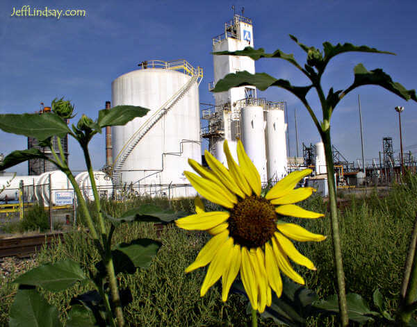 Sunflowers in front of tanks at the old Geneva Steel facility near Provo, Utah, summer 2004.
