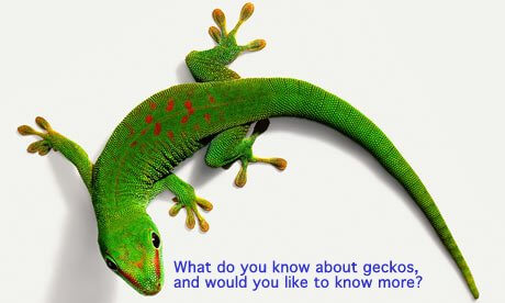 gecko