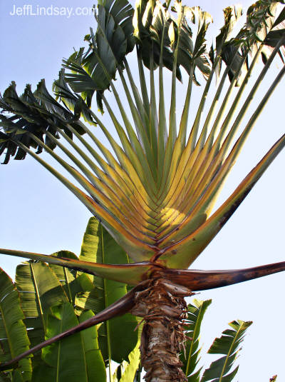 huatulco-palm