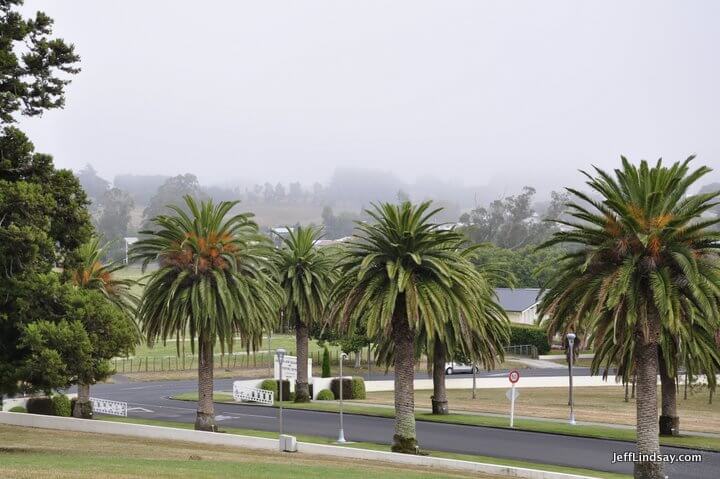 palm trees at a parking lot 