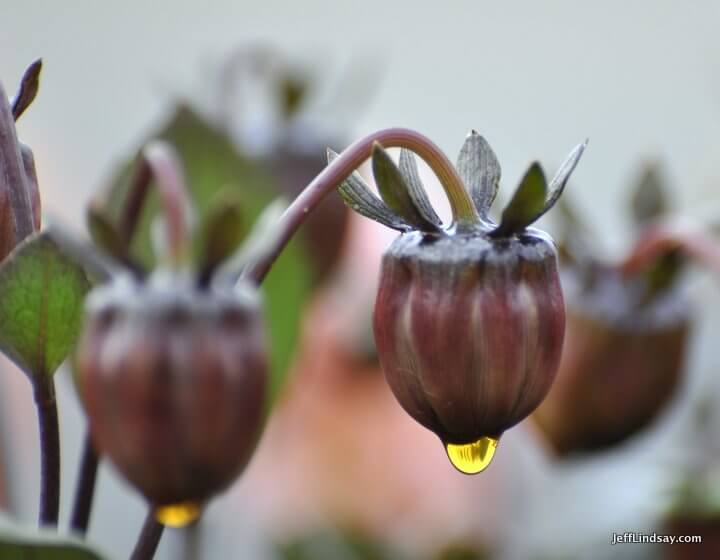 A drop of dew on the bottom of a seed pod displays what I think is an inverted image from the nearby Hamilton Temple.