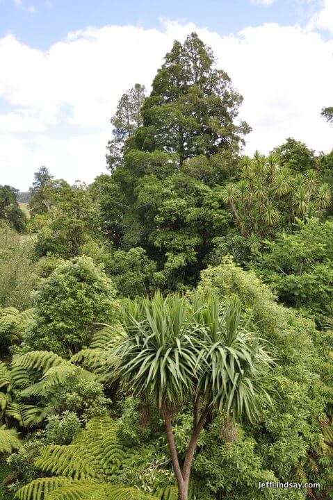 foliage at Waitomo Glowworm Caves