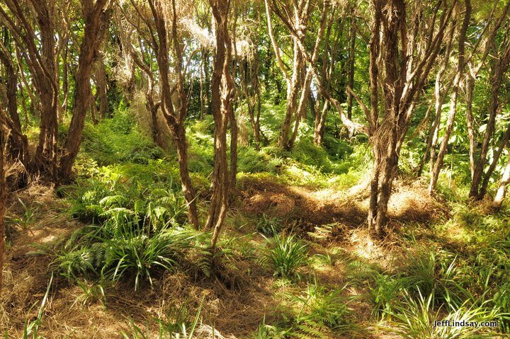 New Zealand: shores of Lake Rotorua