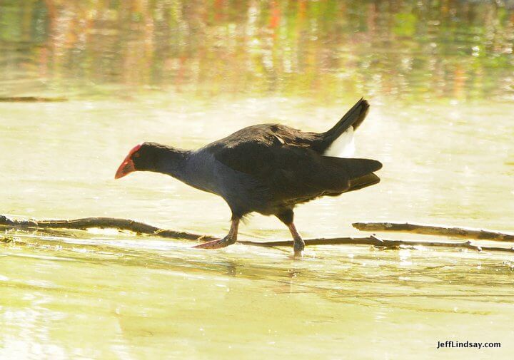 New Zealand: red head 