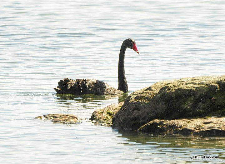 New Zealand: black swan, red beak