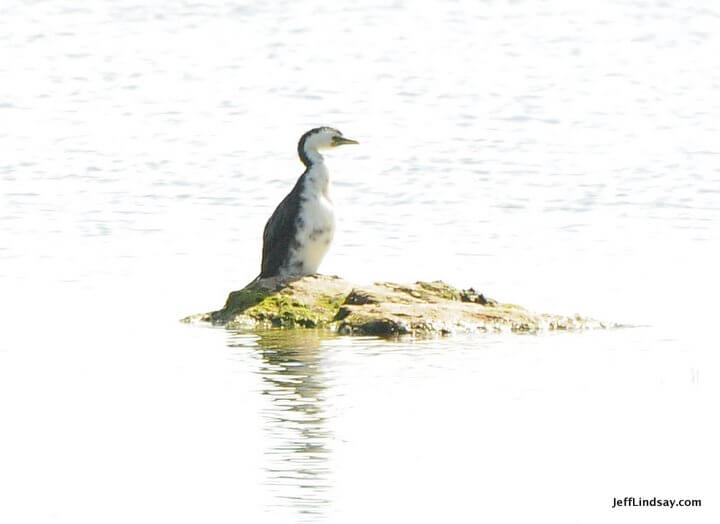 New Zealand: bird