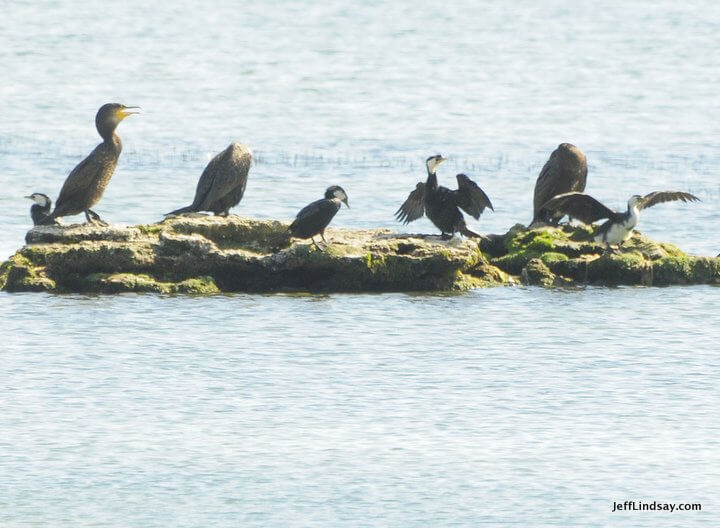 New Zealand: birds on a rock, Lake Rotorua