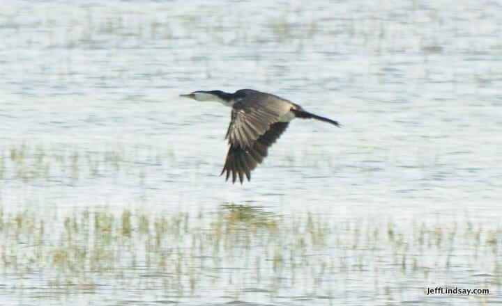 New Zealand: bird, lake