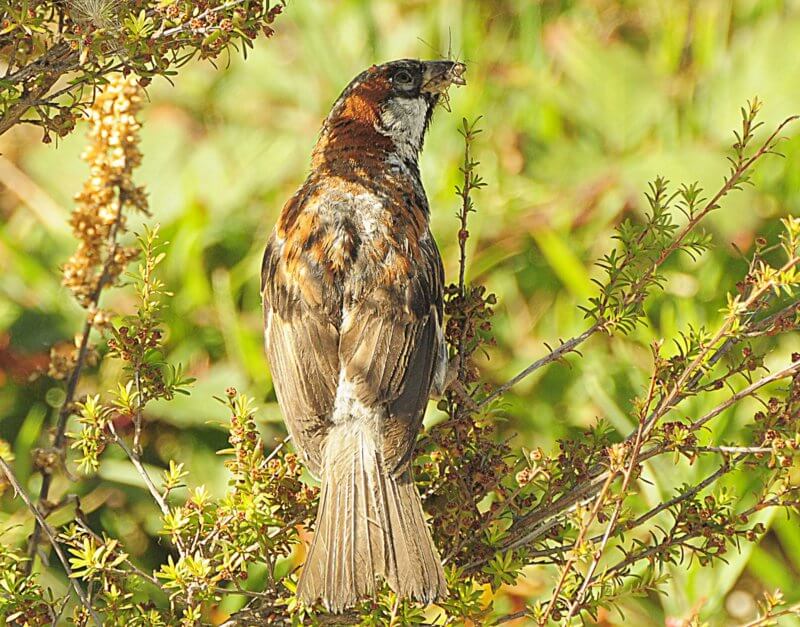 New Zealand: small bird 