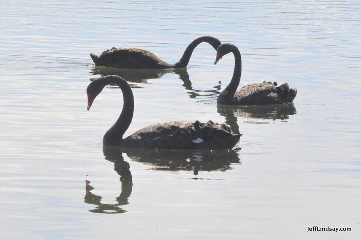 New Zealand: black swan event