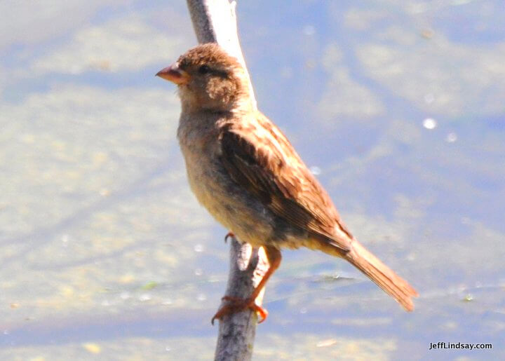 New Zealand: small bird at Lake Rotorua