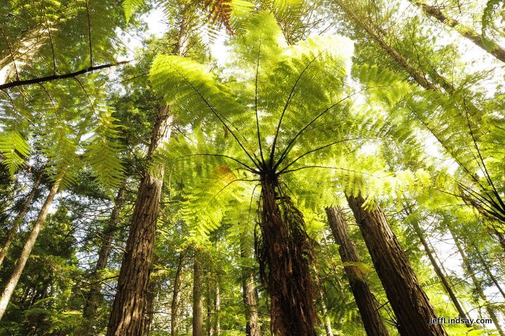 New Zealand: fern trees