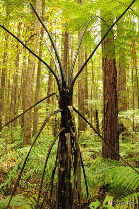 New Zealand: fern tree 