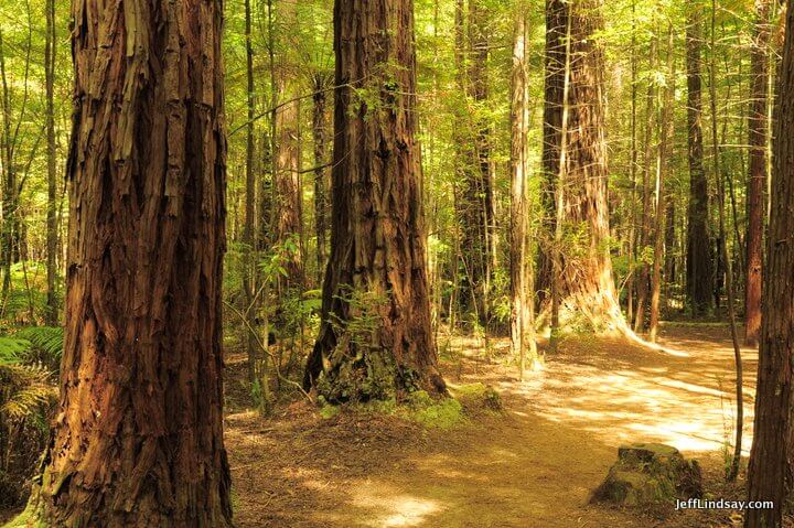New Zealand: California redwoods near Rotorua 