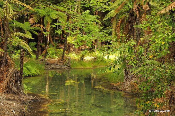  swamp Redwoods                  