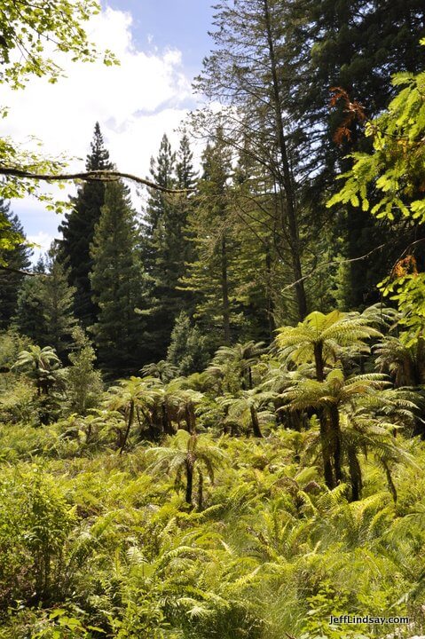 New Zealand: trees, foliage 