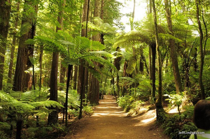 New Zealand: rail in the Redwood Forest.