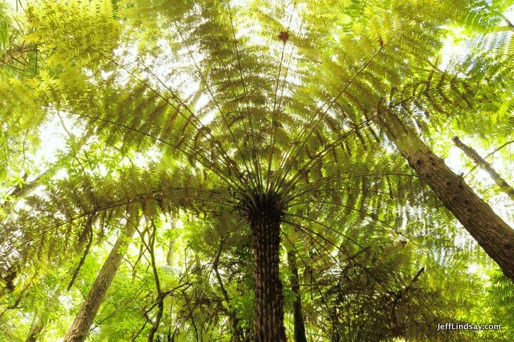 New Zealand: fern tree