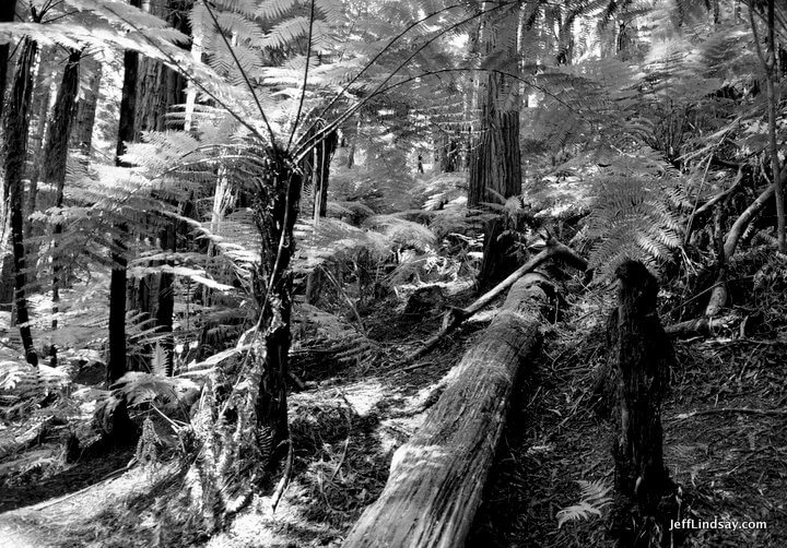 B&W undergrowth in the Redwood Forest park