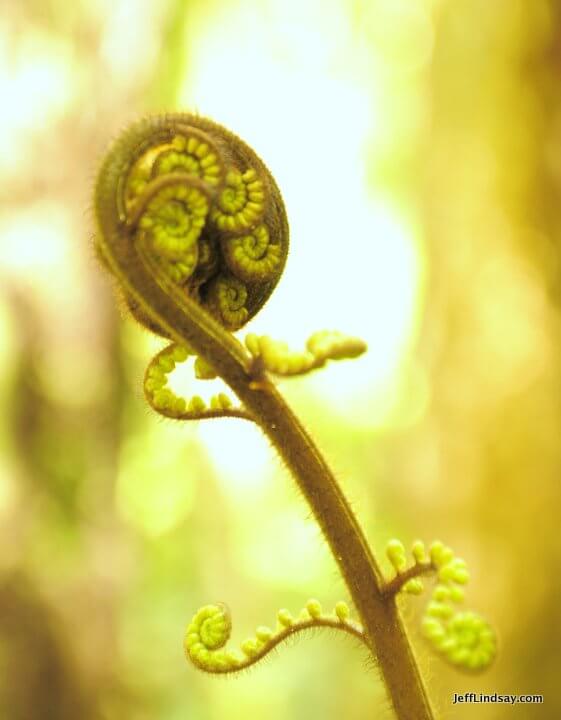 New Zealand: Coiled end of a fern near the Redwood Forest.