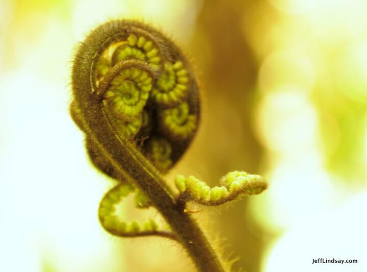 New Zealand: coiled end of a fern 
