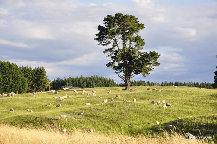 New Zealand: sheep 
